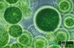 【韩研】活性炭吸收微囊藻毒素