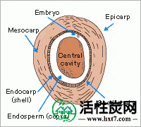 Coconut shell