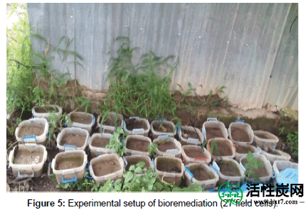 生物修复，生物降解性的生物修复