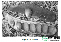 【研究】油豆（Ugba或Ukpaka）和蜗牛壳制备活性炭的制备与表征