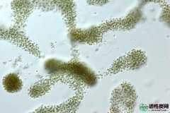 【活性炭】从水中去除氰化毒素