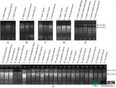 【研究】用于印楝（Azadirachta indica）的活性炭介导的RNA提取方法以及富含多酚，