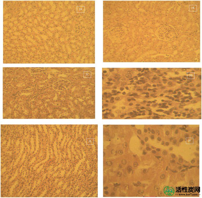 包含图片，插图等的外部文件。对象名称为fphar-08-00107-g002.jpg