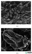 【研究】活性炭纤维对尘螨（Dermatophagoides pteronyssinus）生存的影响：一项初步研