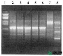 【研究】十一月 感染原生动物并需要活性炭在实验室培养基中生长